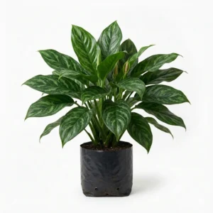 Planta Del Dinero – Zamioculca