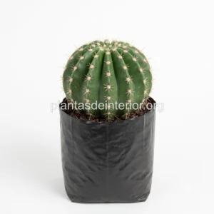Cactus Surtido