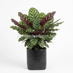 Calathea