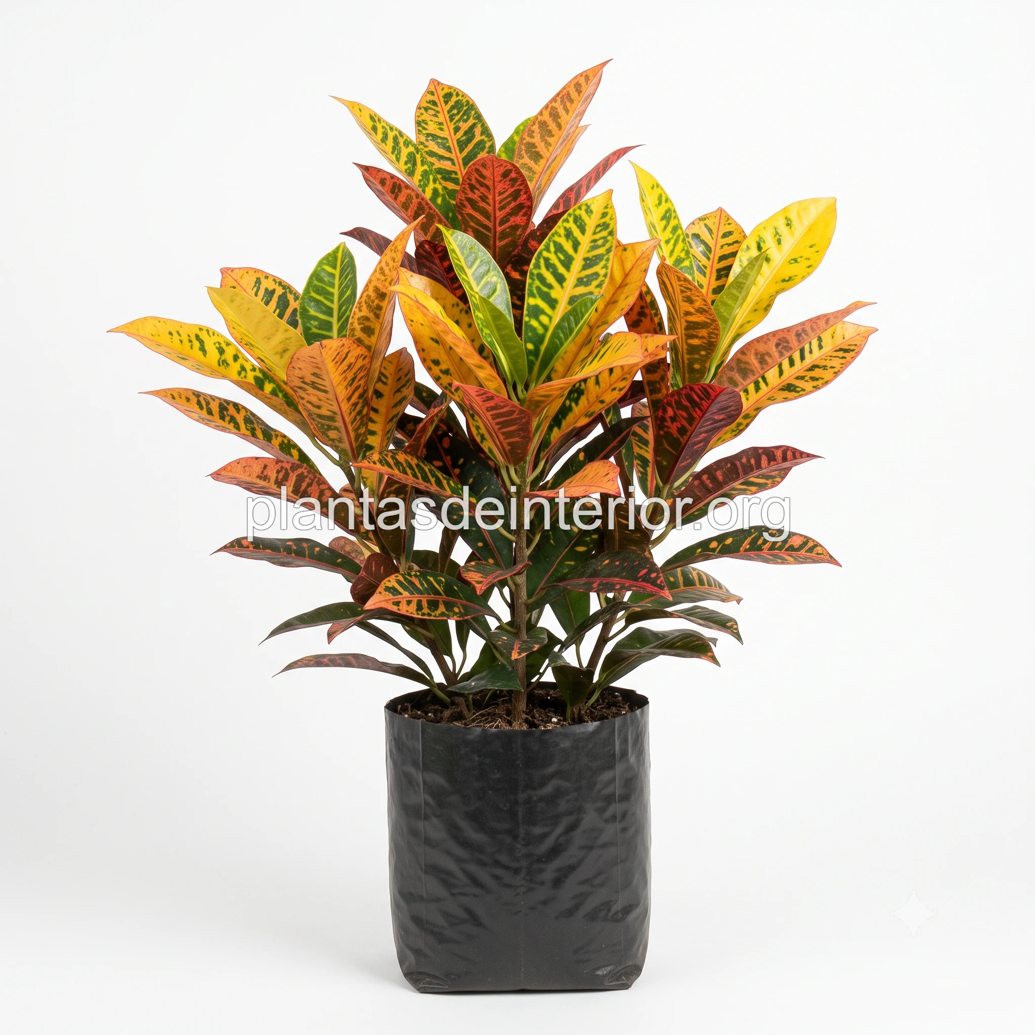 Croton