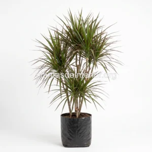Dracaena Marginata