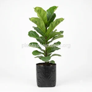 Ficus Lyrata (Higuera de Hoja de Violín)