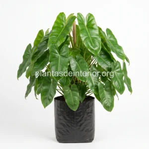 Filodendro (Philodendron)