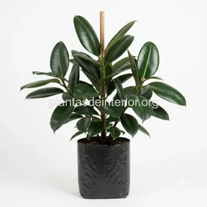 Gomero (Ficus Elástica)