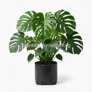 Monstera Deliciosa (Costilla de Adán)