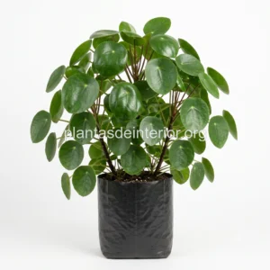 Pilea Peperomioides (Planta China del Dinero)