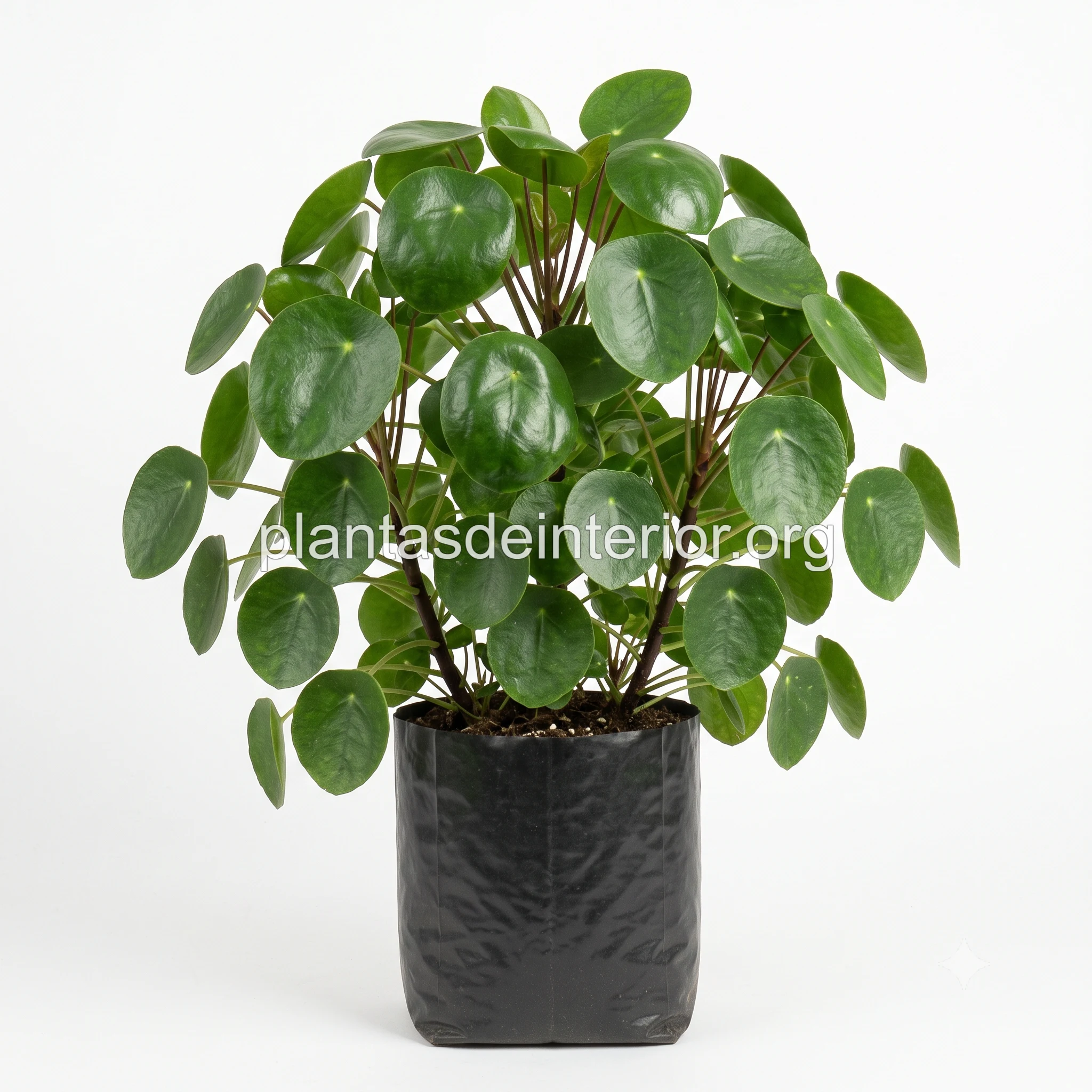 Pilea Peperomioides (Planta China del Dinero)