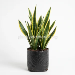 Sansevieria (Lengua de Suegra)