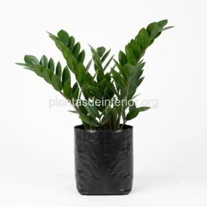 Zamioculca (Planta del Dinero / ZZ)